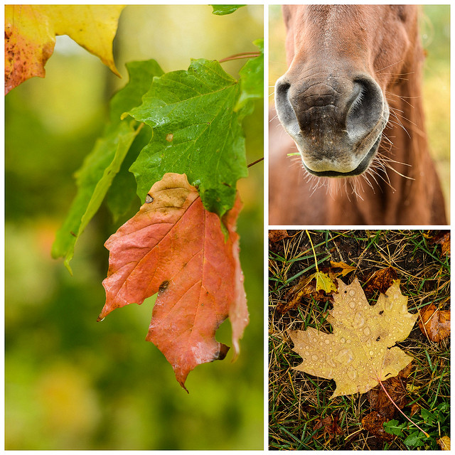 Fall in Northern Minnesota