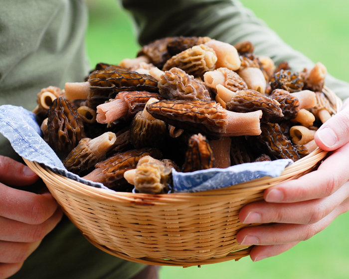 Morel Mushrooms