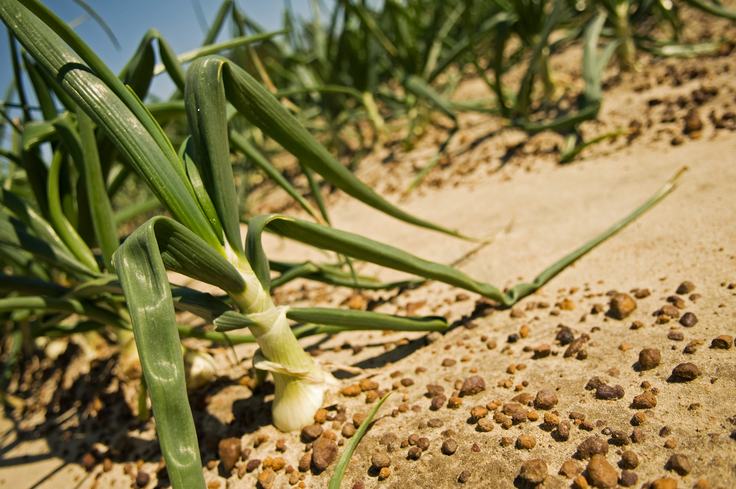 All About Vidalia Onions