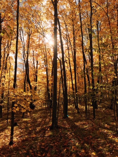 A golden autumn forest.