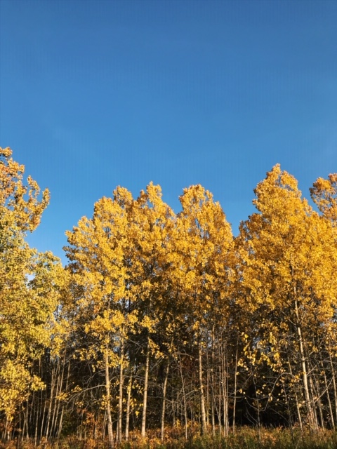 A golden autumn forest.