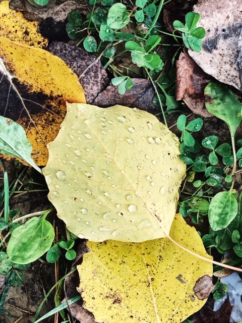 Yellow fallen leaves on the ground with water droplets.