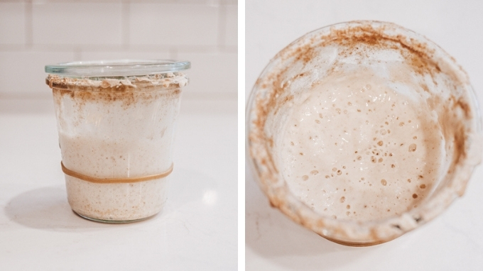 Sourdough Starter Day by Day Pictures: Day 11