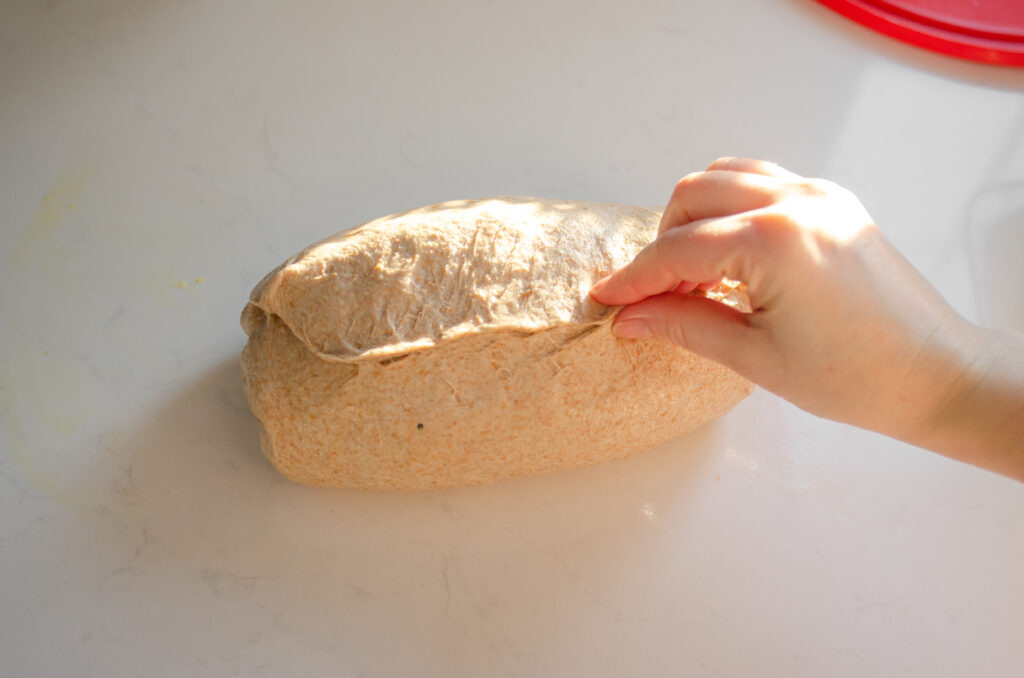 Sealing the bottom seam of the loaf of whole wheat sourdough sandwich bread. 
