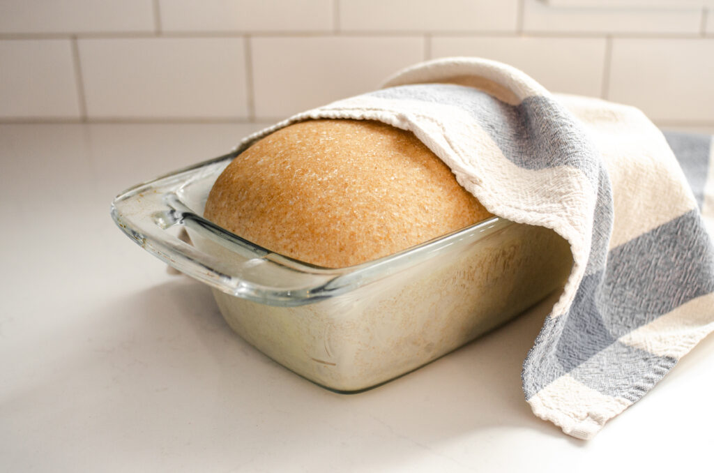 A risen loaf of healthy sourdough bread made with whole wheat flour with a tea towel partially on top.