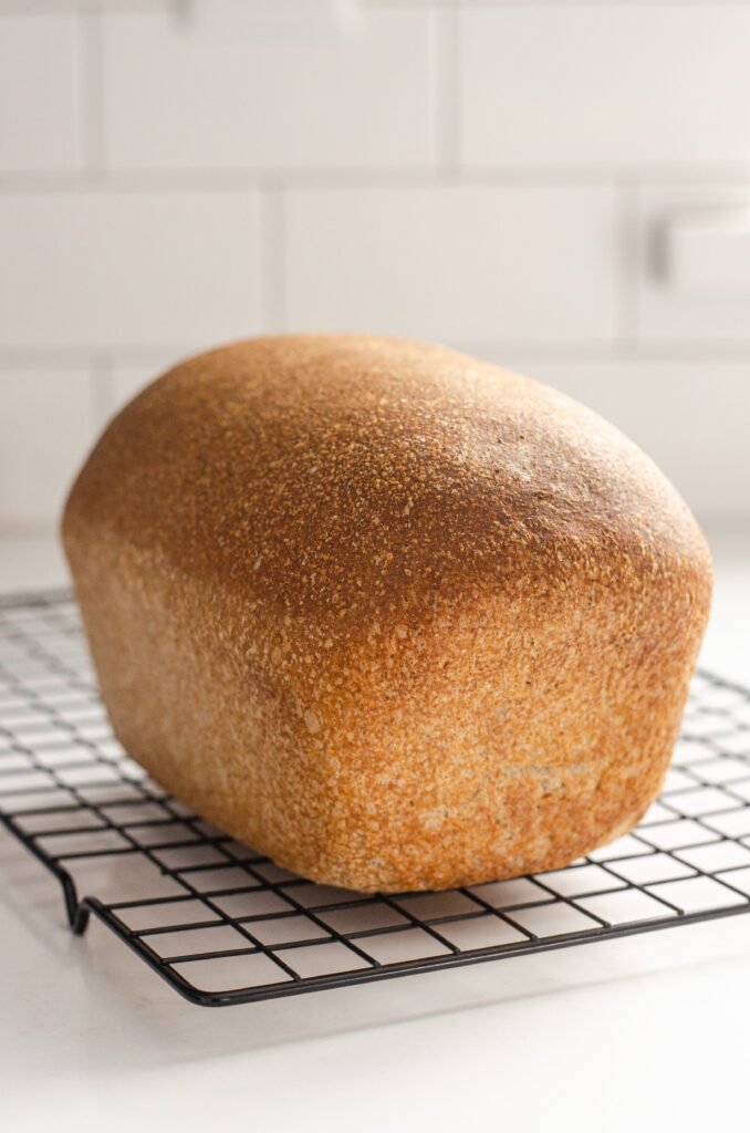 A baked loaf of healthy whole wheat sourdough sandwich bread on a black wire cooling rack.