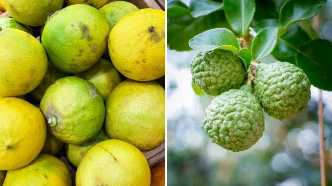 A photo of two types of Bergamot orange that's used in making Earl Grey tea.