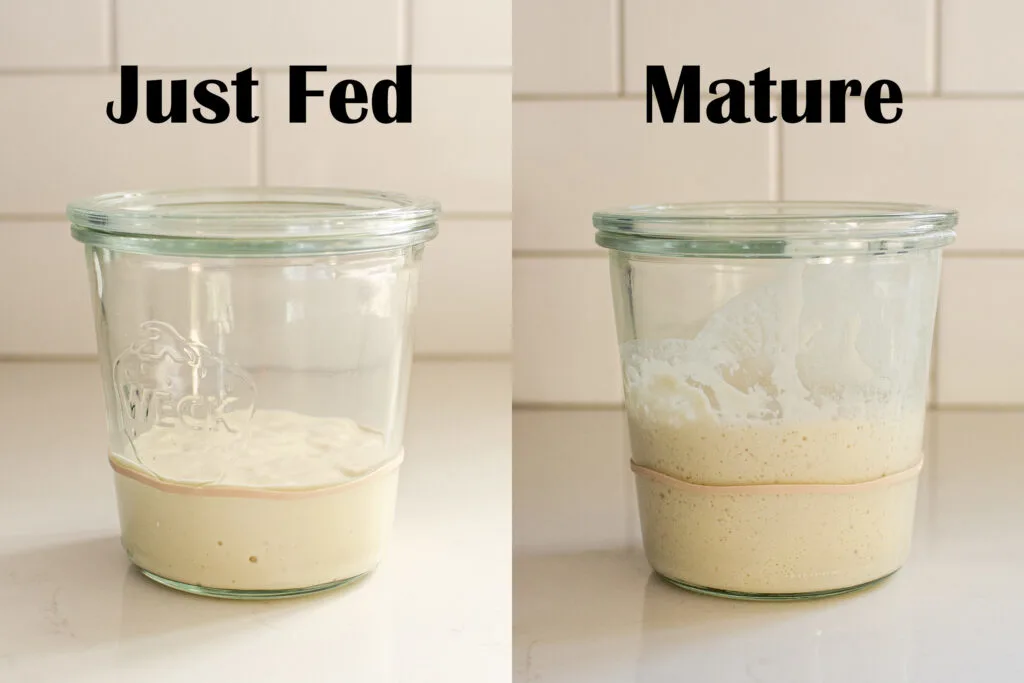 A sourdough starter that's just been fed next to a picture of a mature sourdough starter.