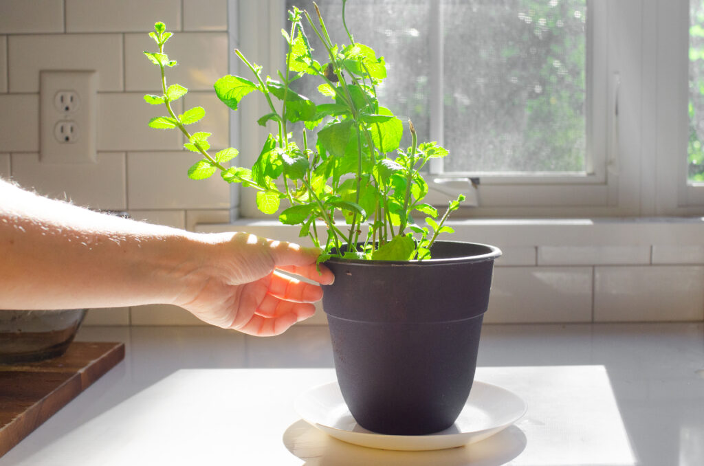 A fresh mint plant on a white countertop with the sunshine coming through the window.