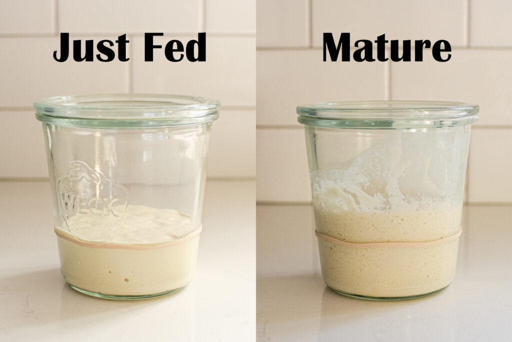 A diptych showing a starter just after it's been fed, and once it's mature.